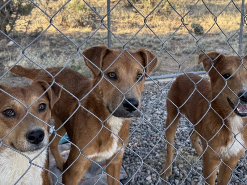 Dogs abandoned in Colorado's Navajo State Park.